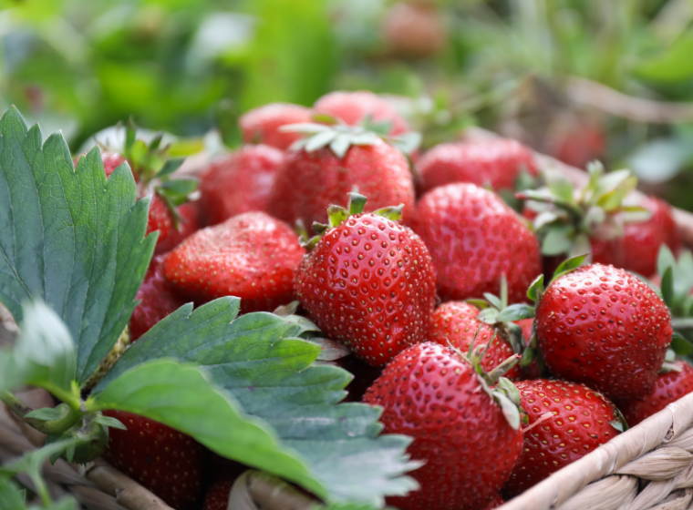 Translating Genetic Diversity Into Agricultural Innovation Translating Genetic Diversity Into Agricultural Innovation