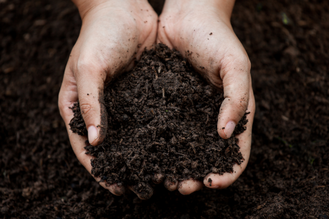Healthy Soils, Sustainable Tomorrow Healthy Soils, Sustainable Tomorrow