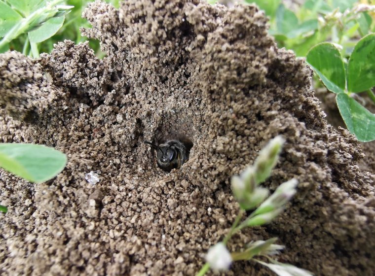 Soil-Pollinators: Understand, Manage, Protect Soil-Pollinators: Understand, Manage, Protect