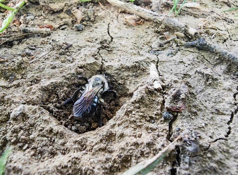 Understanding Soil-Pollinator Relationships Understanding Soil-Pollinator Relationships